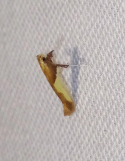 Caloptilia