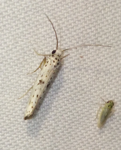 Yponomeuta plumbella - pókhálós bengemoly