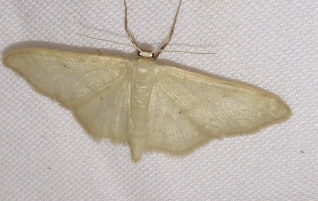 Idaea straminata - szalmasárga sávosaraszoló