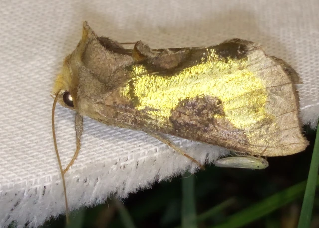 Diachrysia stenochrysis - rejtőző aranybagoly
