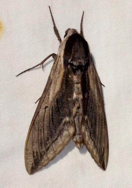 Sphinx ligustri - fagyalszender
