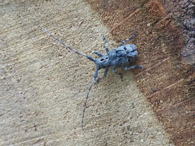 Mesosa curculionoides - szemfoltos cincér Mesosa curculionoides - szemfoltos cincér