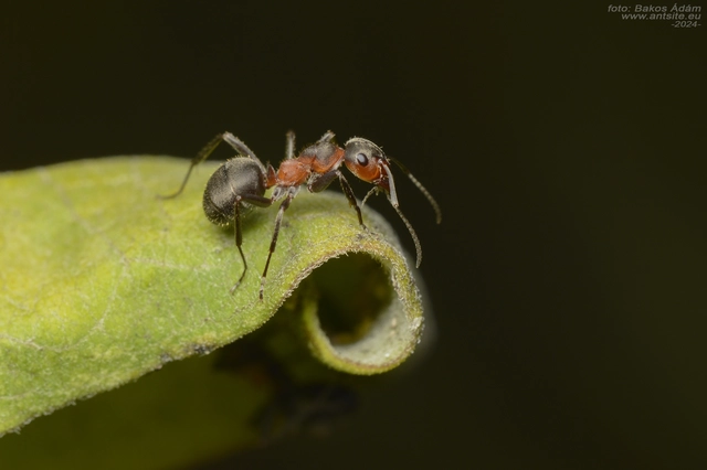 Formica pratensis - réti vöröshangya