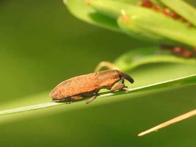 Lixus brevipes - vaskosorrú dudvabarkó