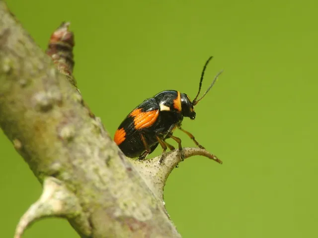 Cryptocephalus moraei - közönséges zömökbogár