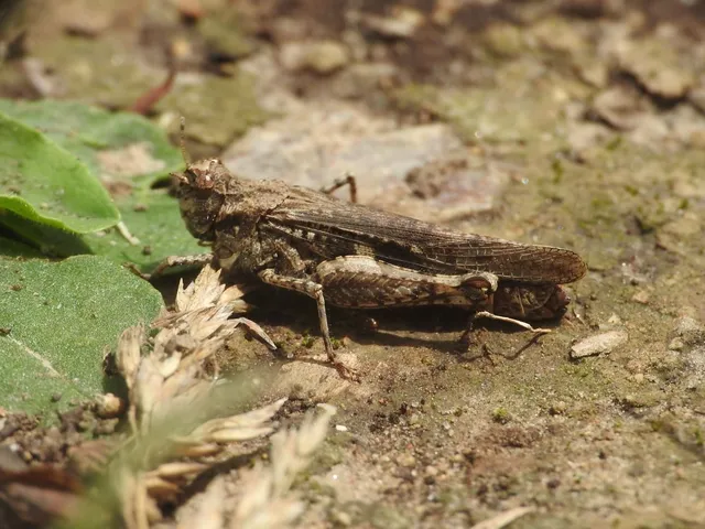 Acrotylus insubricus - önbeásósáska