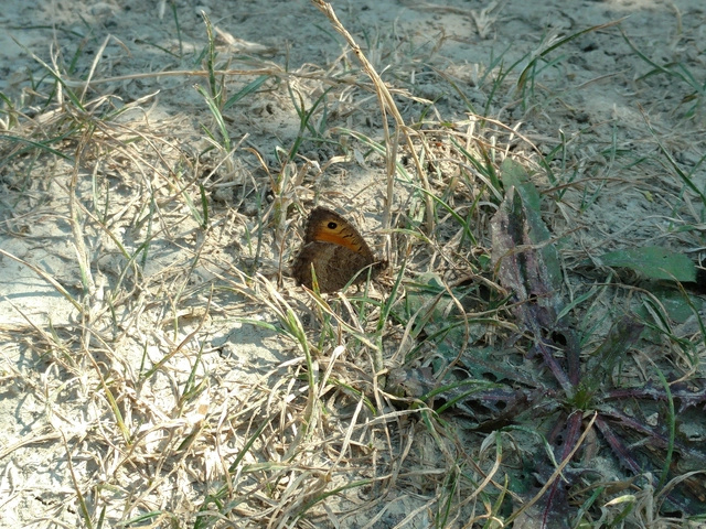 Arethusana arethusa - közönséges szemeslepke