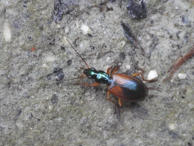 Anchomenus dorsalis - hátfoltos kisfutó