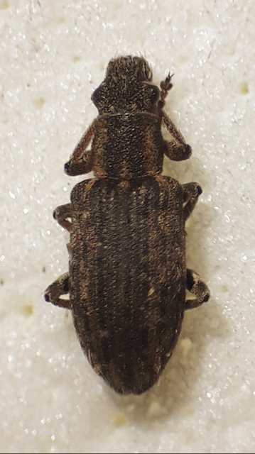 Sitona callosus - szempillás csipkézőbogár