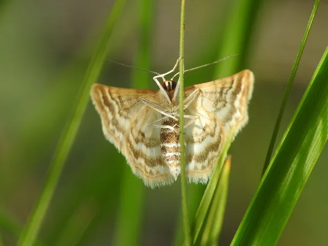 Idaea sericeata - selymes sávosaraszoló
