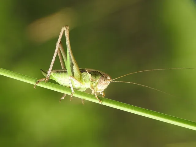 Platycleis