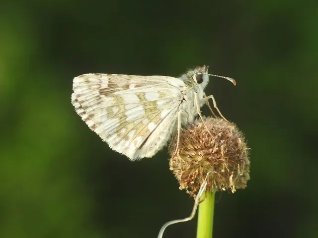 Pyrgus carthami - nagy busalepke