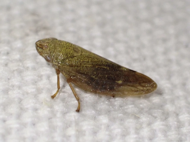 Aphrophora salicina
