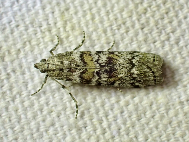 Dioryctria
