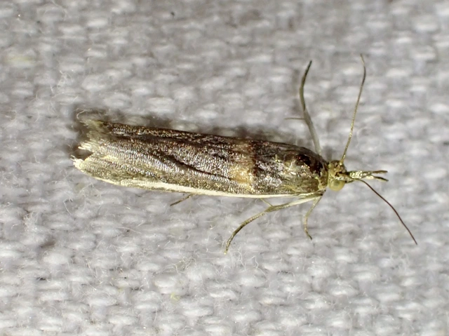 Etiella zinckenella - akácmoly