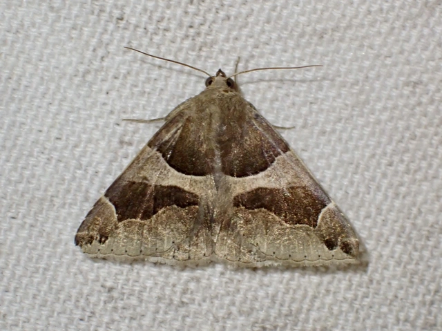 Dysgonia algira - déli porcelánbagoly
