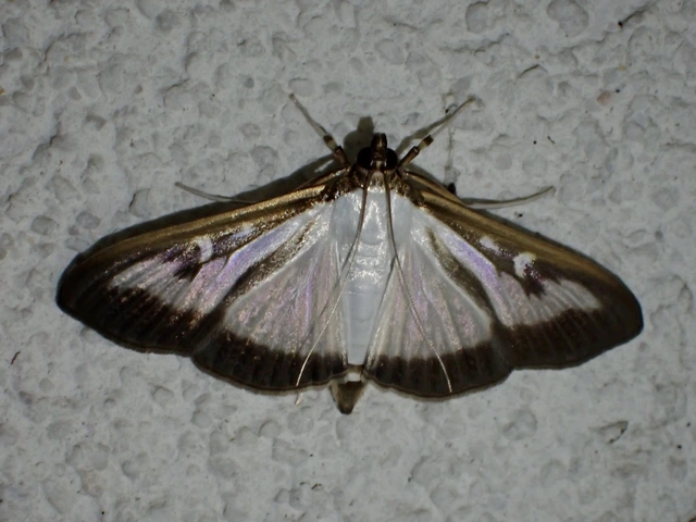 Cydalima perspectalis - puszpáng-tűzmoly