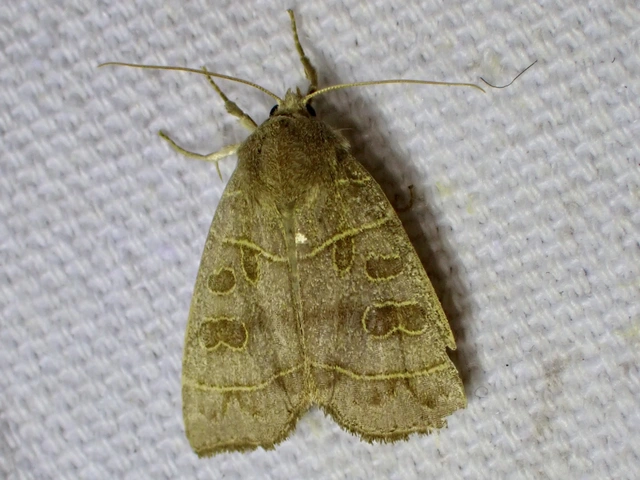 csúcsos nyárfabagoly - Ipimorpha subtusa