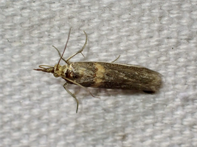Etiella zinckenella - akácmoly