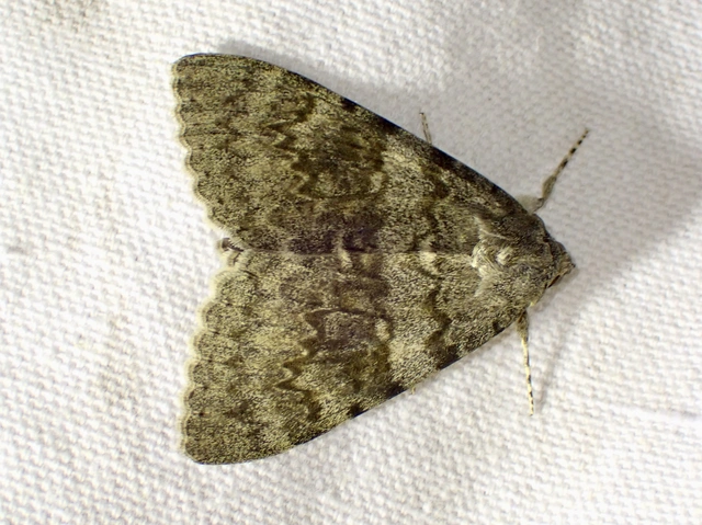 Catocala elocata - közönséges övesbagoly