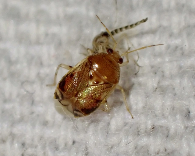 Deraeocoris lutescens - sárgás mezeipoloska