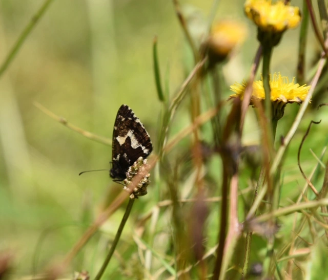 Hipparchia azorina
