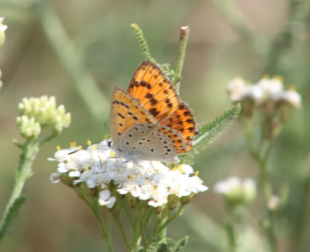 Lycaena thersamon - kis tűzlepke