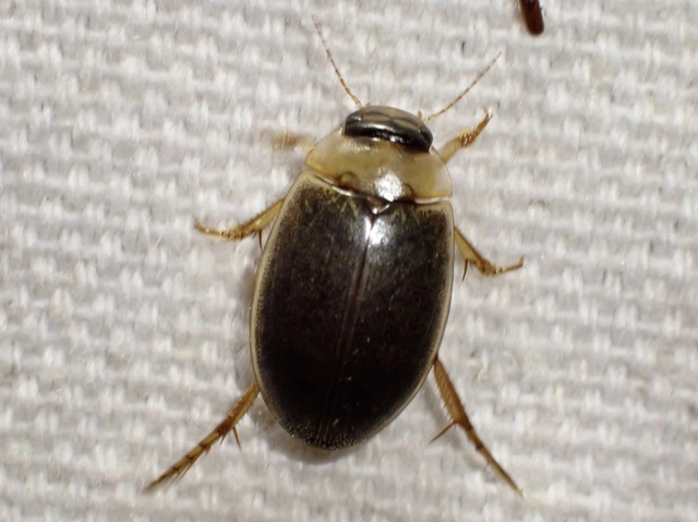 Rhantus