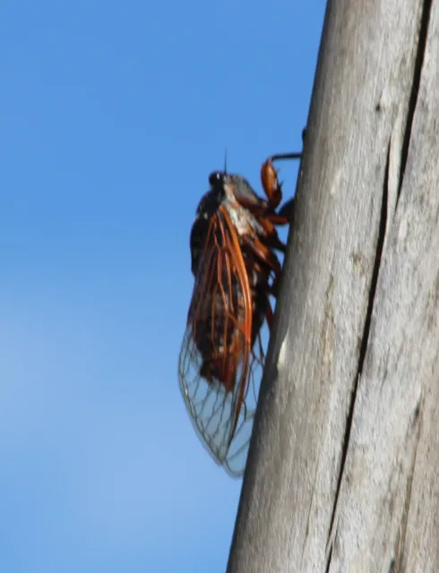 Tibicina haematodes - óriás-énekeskabóca