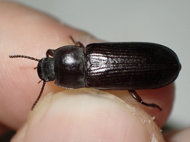 Tenebrio molitor - közönséges lisztbogár