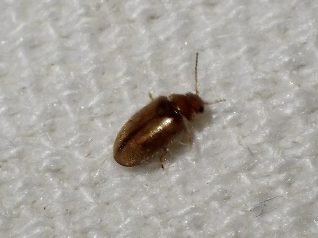 Scirtidae - rétbogárfélék