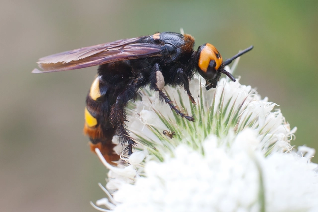 Megascolia maculata - óriás-tőrösdarázs