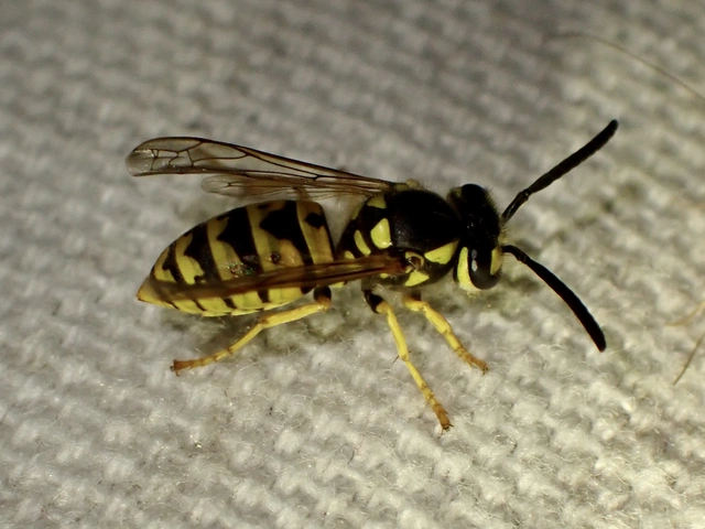 Vespula
