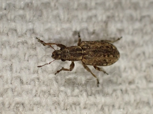 Sitona callosus - szempillás csipkézőbogár