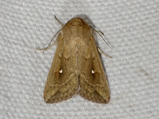 fehérpettyes rétibagoly - Mythimna albipuncta