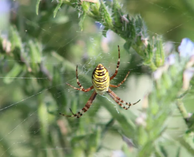 Argiope bruennichi - darázspók
