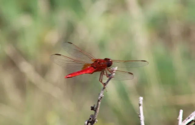 Crocothemis erythraea - skarlát szitakötő
