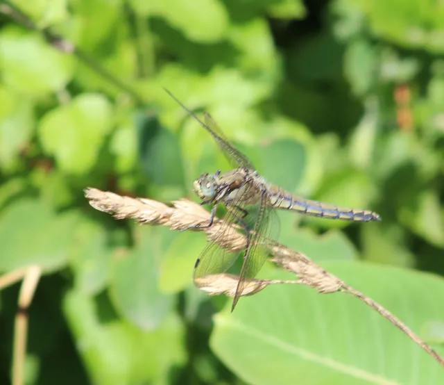 Orthetrum cancellatum - feketefarkú pásztorszitakötő