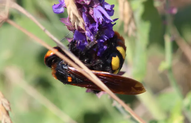 Megascolia maculata - óriás-tőrösdarázs