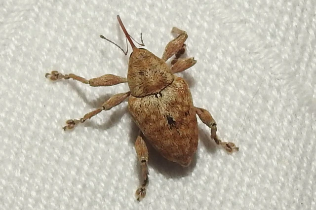 Curculio pellitus - makklikasztó zsuzsóka
