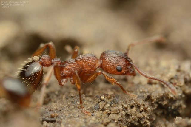 Myrmica specioides - pusztai bütyköshangya