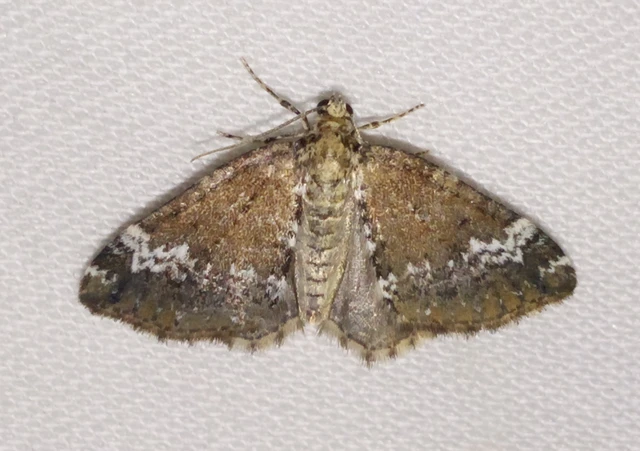 Perizoma alchemillata - árvacsalán-araszoló
