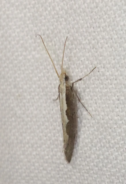 Plutella xylostella - káposztamoly