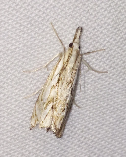 Catoptria falsella - hálós fűgyökérmoly
