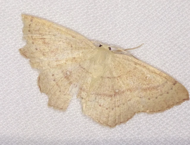 Cyclophora linearia - vonalas pettyesaraszoló