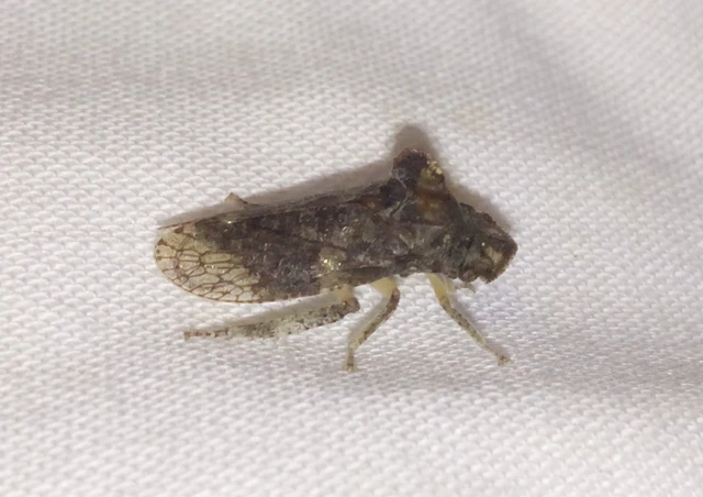 Ledra aurita - füleskabóca