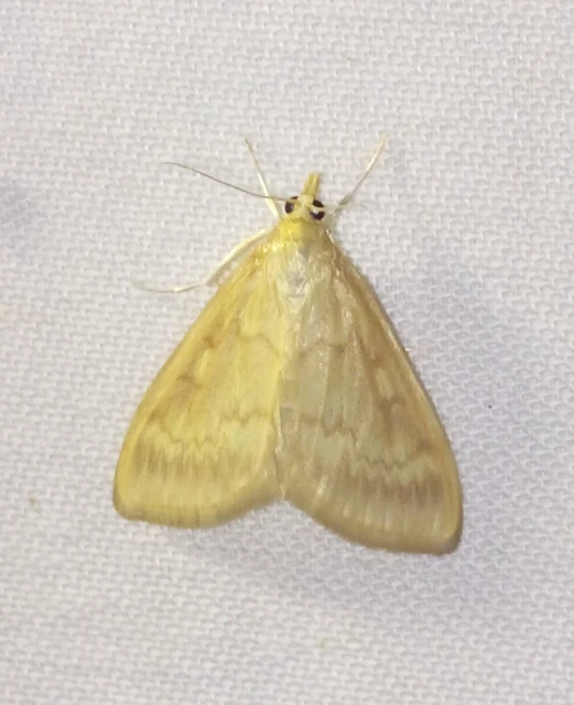 Ostrinia nubilalis - kukoricamoly