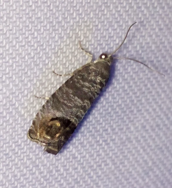 Cydia pomonella - almamoly