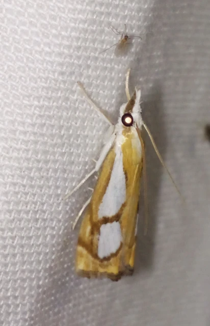 Catoptria