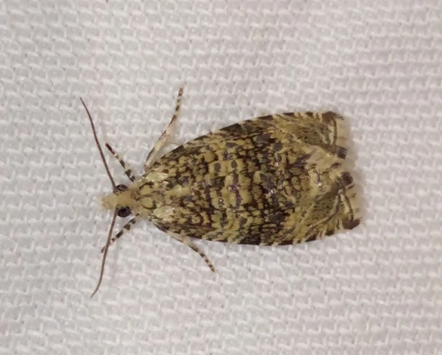 Celypha lacunana - vízparti tükrösmoly